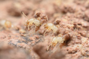 termite