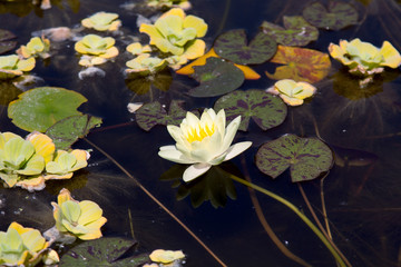 Water lily in a pond