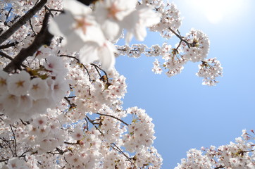 青空と満開の桜