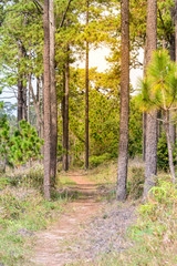 Nature trail for cycling and walking in Phu Kradueng national park in Loei, Thailand.
