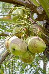 coconut tree in garden , Cocos nucifera