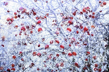 Frosted red apples in winter