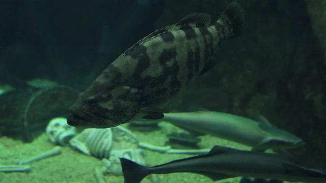 Groupers of the family Serranidae