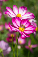 Obraz premium Beautiful colorful winter Flowers