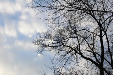 Fototapeta na wymiar Winter trees and sky