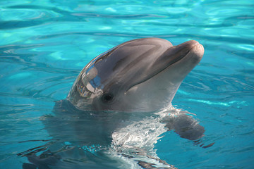 Дельфин, выглядывающий из воды
