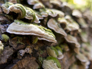 Bracket Fungus Up Close