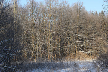 Winter snow park forest