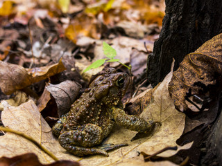 Small Frog in the Wilderness