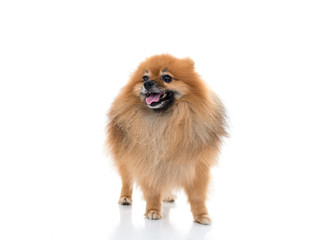 pomeranian dog stading on isolated background