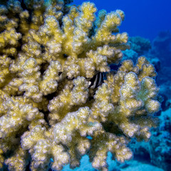 coral reef with great soft coral in tropical sea, underwater