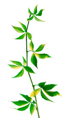 Green branch of grapes leaves