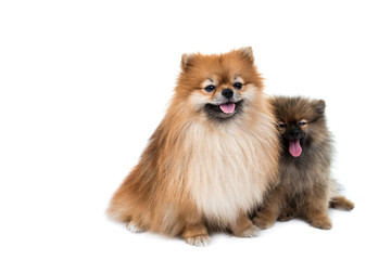 Obraz premium pomeranian dog stading on isolated background