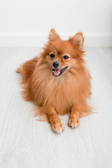 pomeranian dog cute pets happy in home