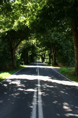 Allee