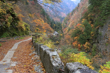 黒部峡谷の紅葉
