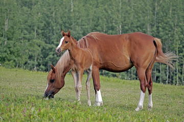 Beautiful Chestnut Horse with Foal at pasture