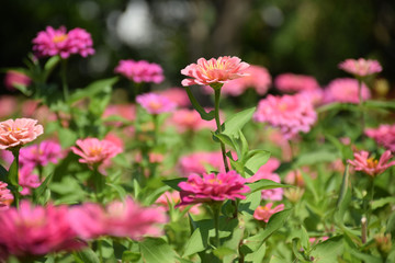 Fototapeta na wymiar Zinnia bloom in the beautiful garden. Zinnia blossom at center closeup. Zinnia bloom in garden