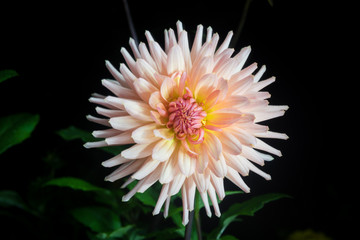 beautiful dahlia flower