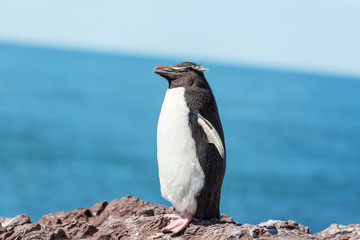 Fototapeta premium Rockhopper