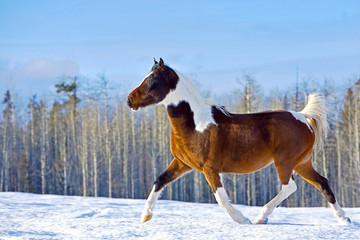 Arabian Pinto running on snow