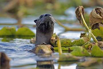 Curious River Otter looking from behind water lilies 