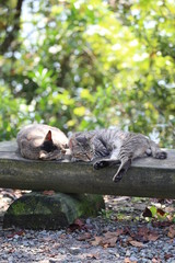 猫のカップル