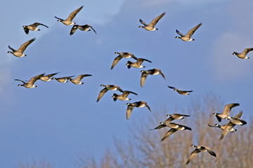 Flock of Canada Geese in flight