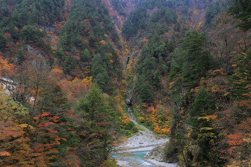 黒部峡谷の紅葉
