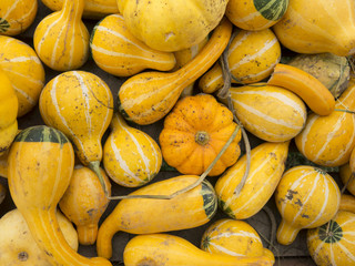 ornamental squash and gourds