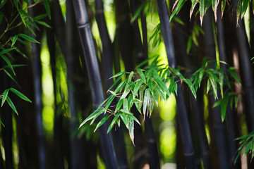 Fond de forêt de bambous. DOF peu profond