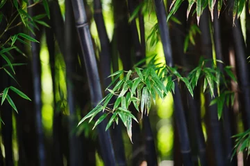Papier Peint photo Lavable Bambou Fond de forêt de bambous. DOF peu profond