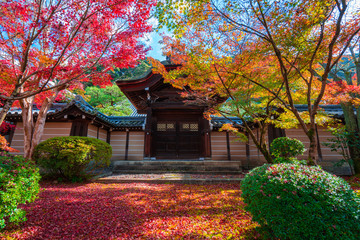 京都　永観堂の紅葉