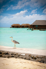 Fototapeta na wymiar Heron on the beach at a Maldives resort