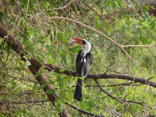 Obraz premium Von der Decken's hornbill (Tockus deckeni) resting on acacia tre