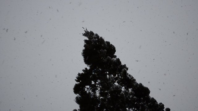 Thuja and sky