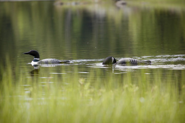 Loon on Remote and Reflective Mountain Lake