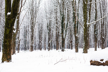 The Winter forest