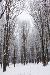 The Winter forest