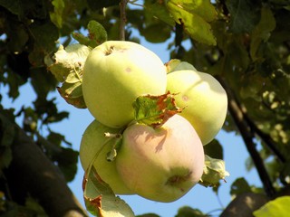 Apple on tree