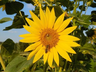 Obraz premium Bee on sunflower