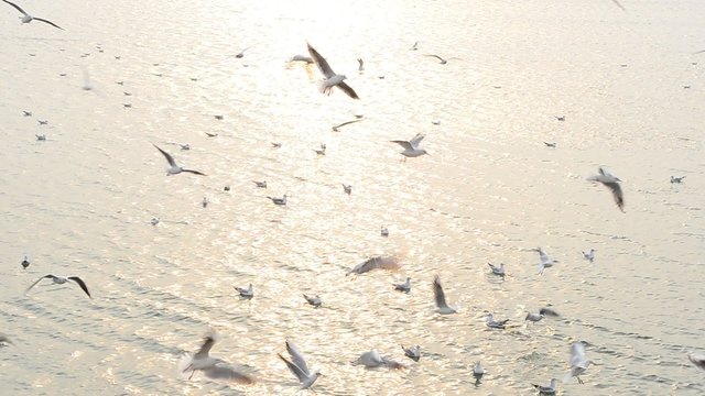 Seagulls over a ray of sunlight