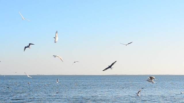 Seagulls and sea.