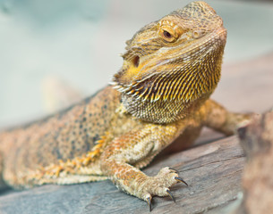 yellow iguana
