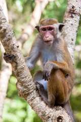 Toque macaque monkey