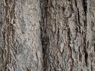 Surface of tree trunk