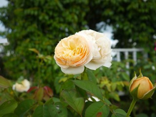 Yellow Rose