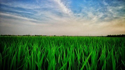 Rice field