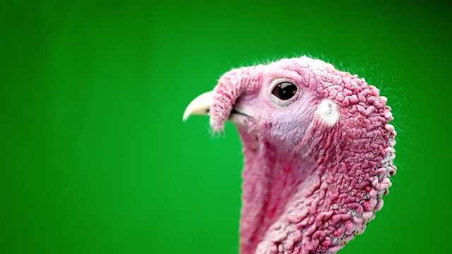 portrait of a turkey-cock on the green screen

