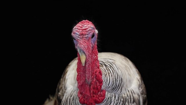 portrait of a turkey-cock on the black screen
